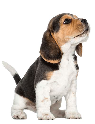 Enjoy a puppy instead